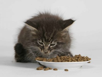 Appétit et odorat du chat