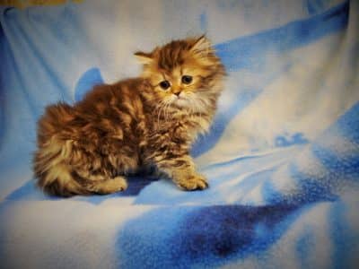 Olé De Xir chaton persan née à la chatterie