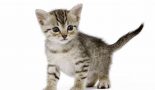 Évolution du poids d’un chaton de la naissance à 5 mois