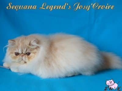 Sequana Legend's Josy Croire
