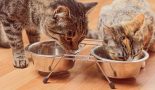 Comment nourrir une chatte en gestation ?