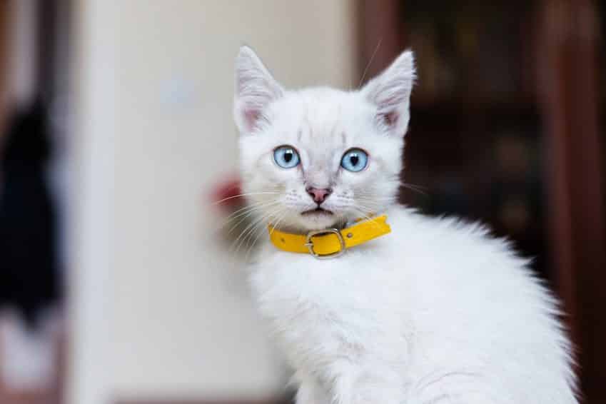 Pourquoi mettre un collier à un chat ?