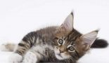 Accueillir un second chat à la maison : les secrets d’une bonne cohabitation