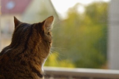 Comment protéger mon chat s’il va sur le balcon ?