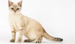 Les parasites intestinaux du chat – Vermifuger un chat