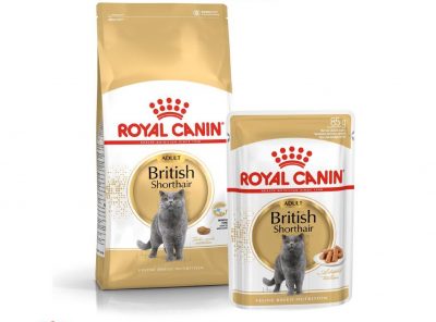 Croquettes et pâtés British Shorthair Royal Canin