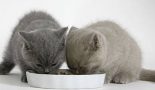 Les repas du chaton