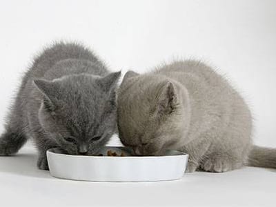 Donner au chaton des aliments solides