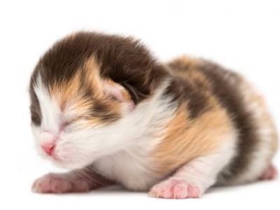 Sevrage du chaton : Conseils pour sevrer un chat