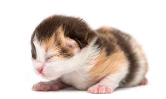 Mise-bas et naissance des chatons