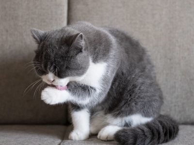 Les sources de stress chez le chat et comment les détecter ?