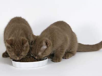 Changer l’alimentation de son chaton
