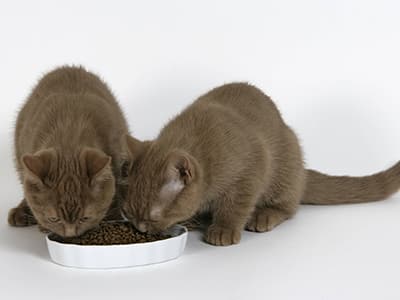L’alimentation du chaton