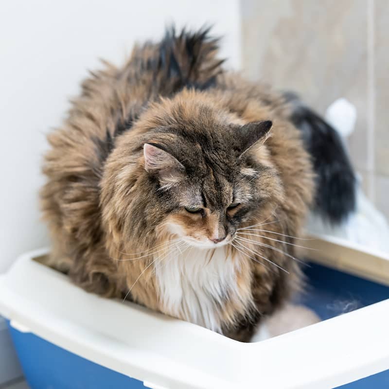 Un chat qui urine fréquemment ou partout peut souffrir de troubles urinaires